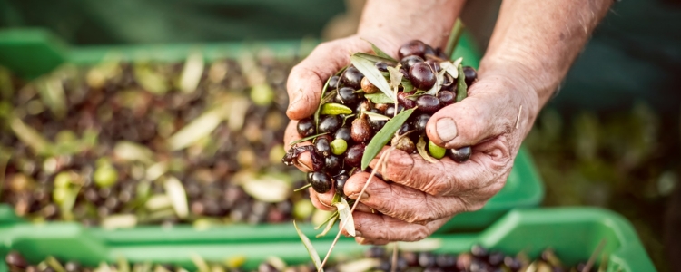 Oliven in Händen