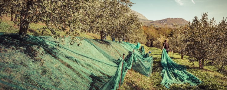 Oliven-Ernte mit Netzen