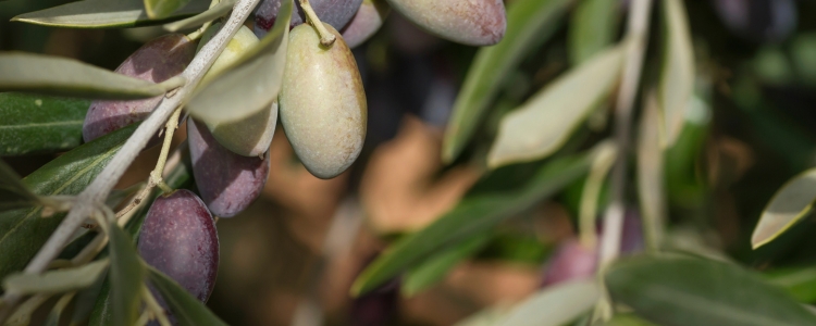 Oliven am Baum