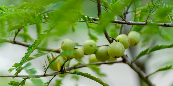 Mung Bohnen und Mung Dal