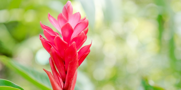 Galgant Pflanze Blüte