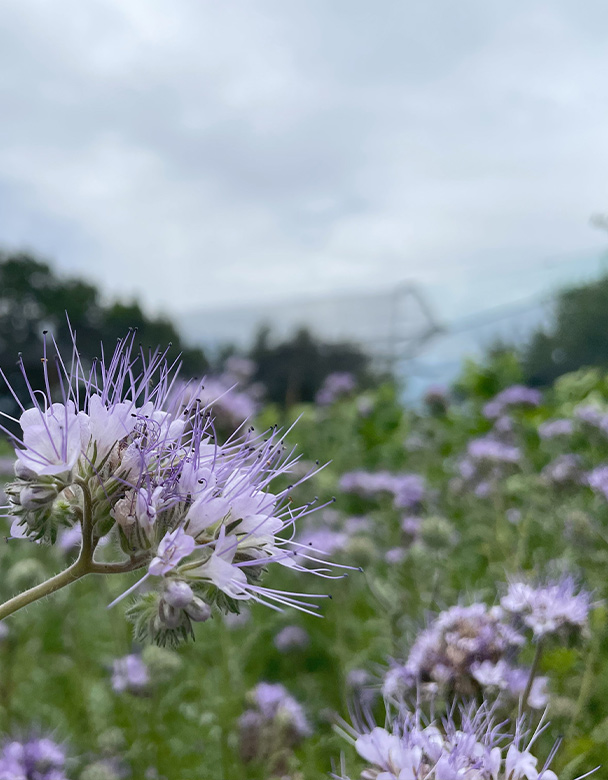 Phacelia Blüte