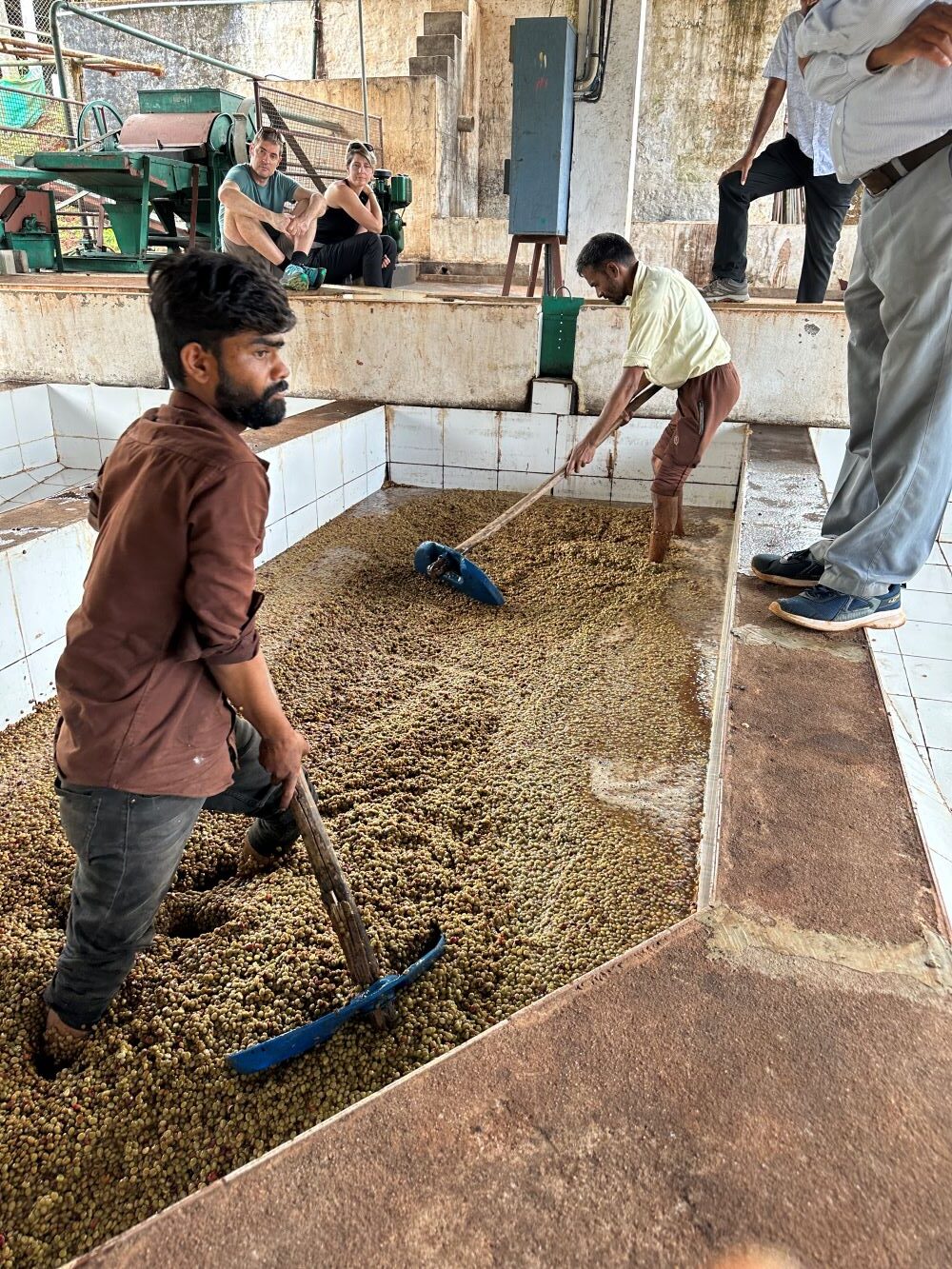 Fermentierung Kaffeekirschen