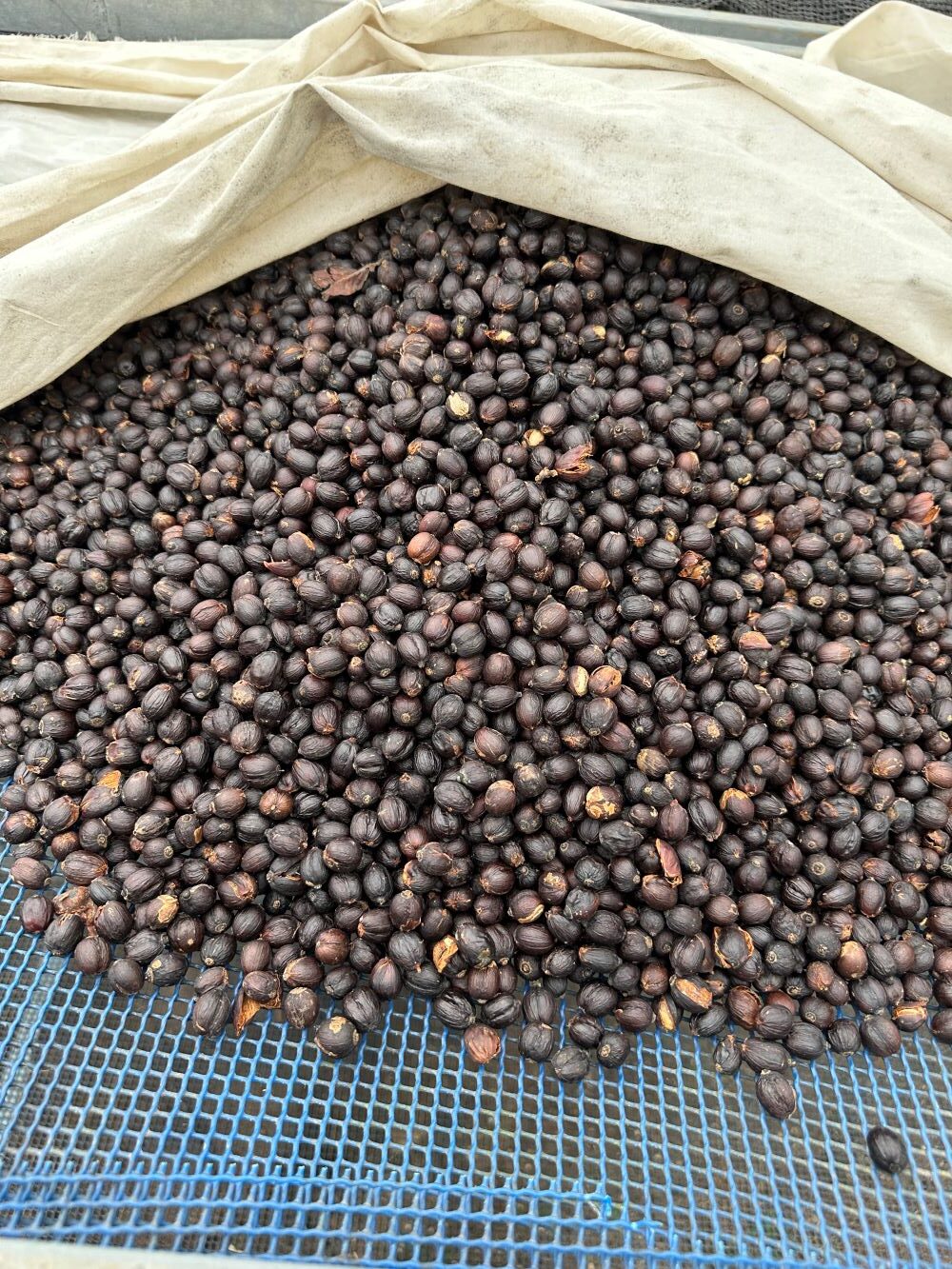 Getrocknete Kaffeekirschen