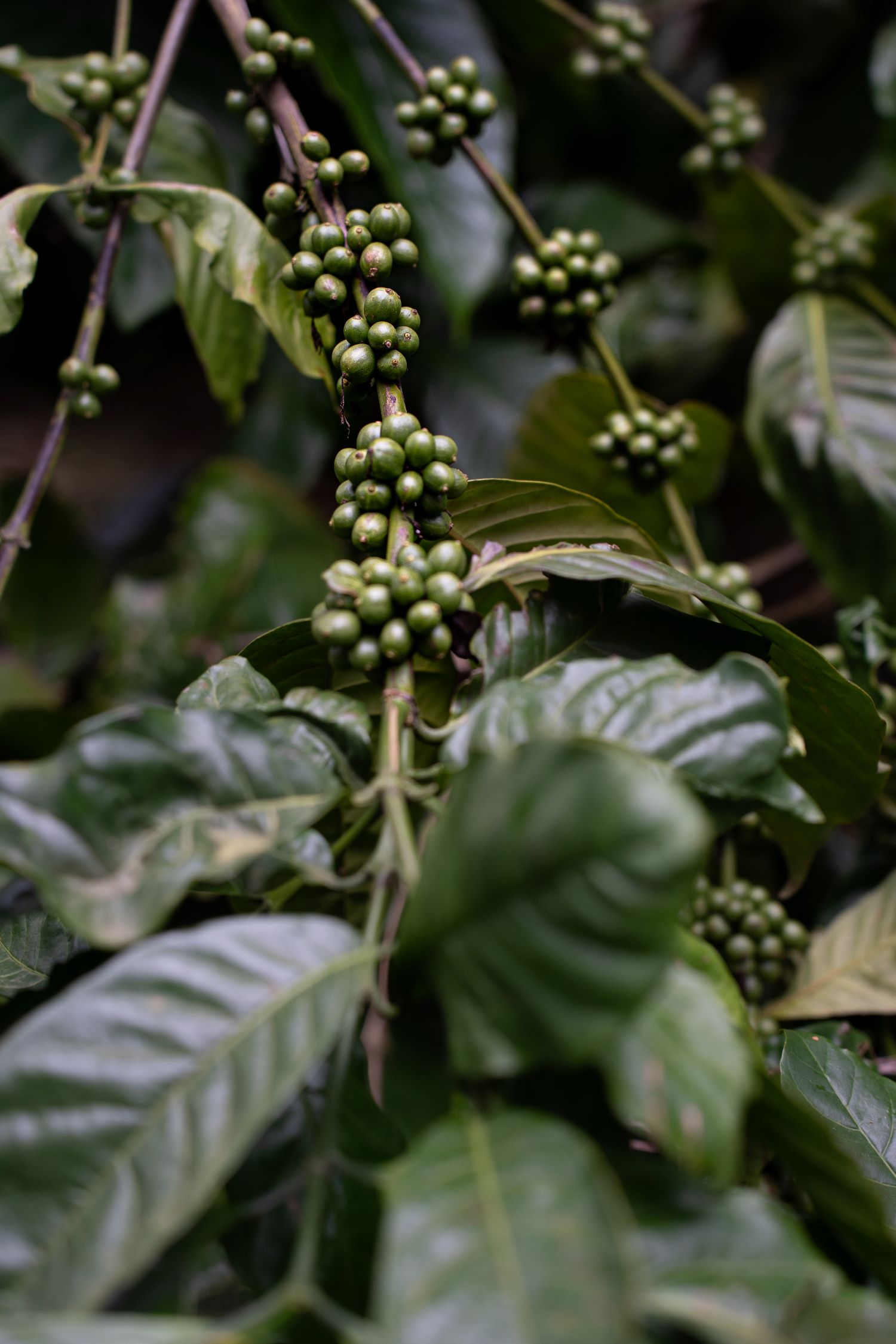 Grüne Kaffeekirschen