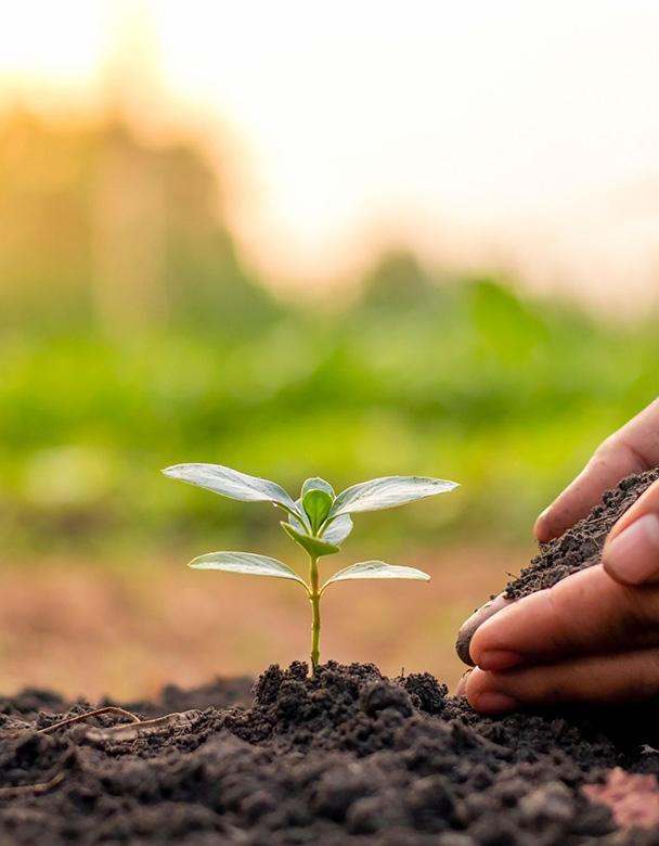 Jungpflanze in der Erde