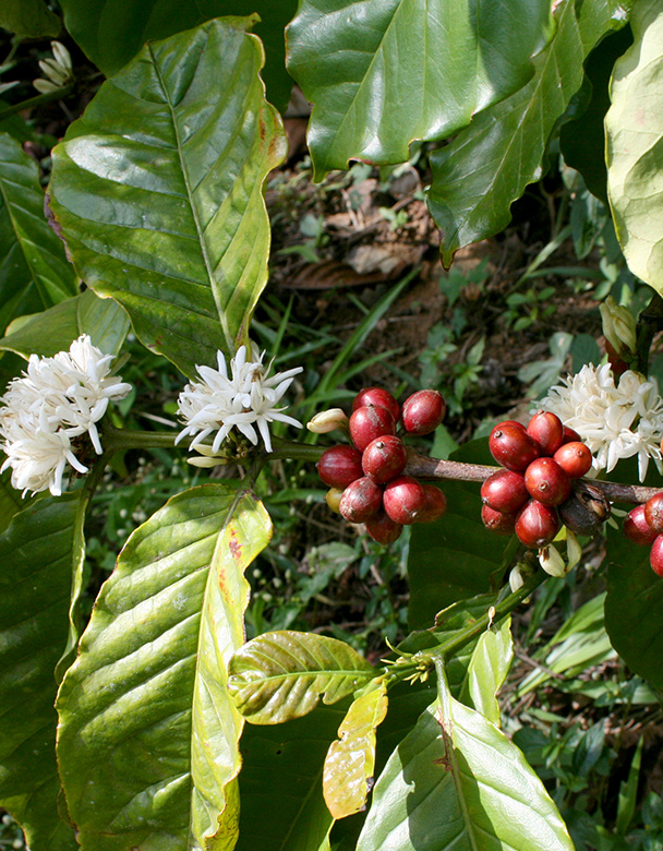 Kaffeepflanze Blüte und Kaffeekirschen