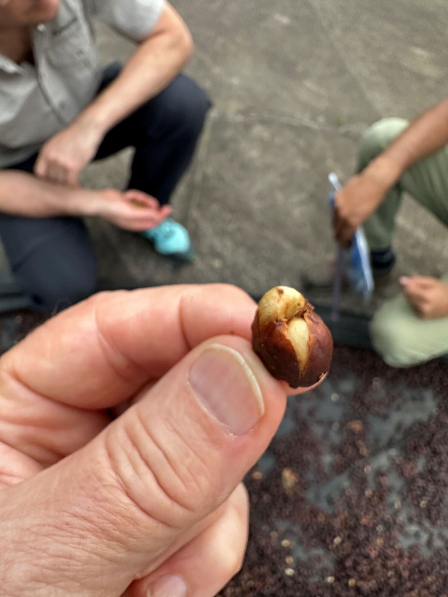 Geöffnete Kaffeekirsche