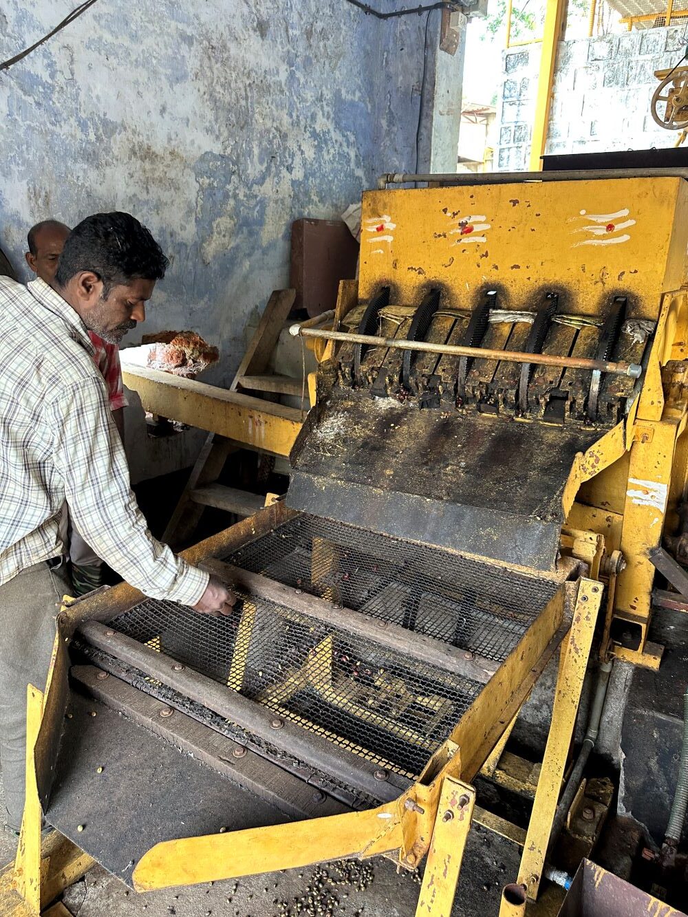 Kaffeekirschen Sortiermaschine