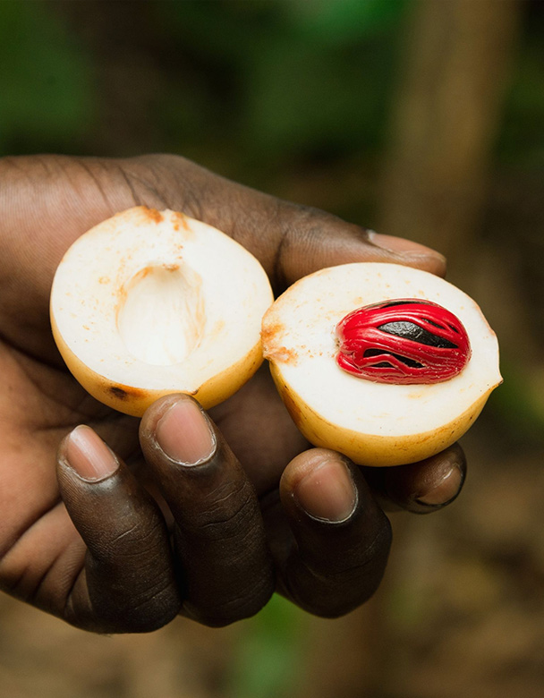 Offene Macis Muskatnuss Frucht in einer Hand