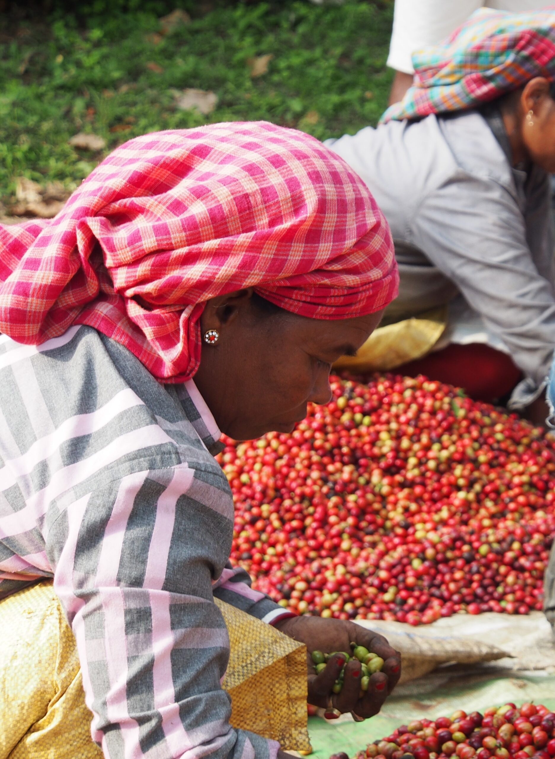 Kaffeekirschen sortieren