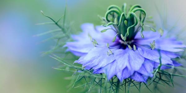 Galgant Wurzel in einer Schale
