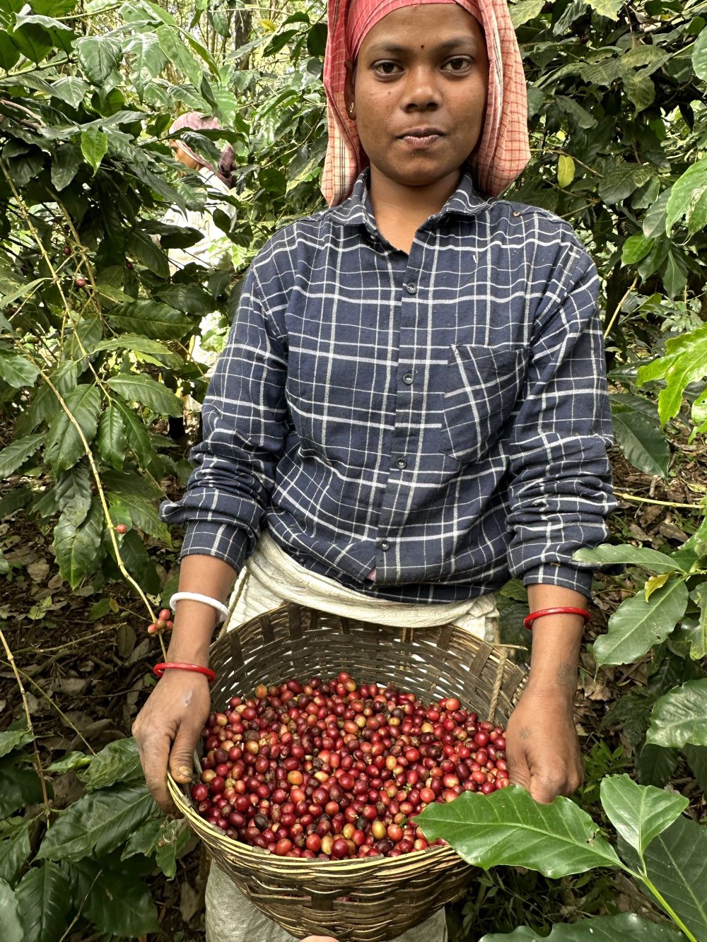 Kaffeepflückerin Poabs Kaffeeplantage