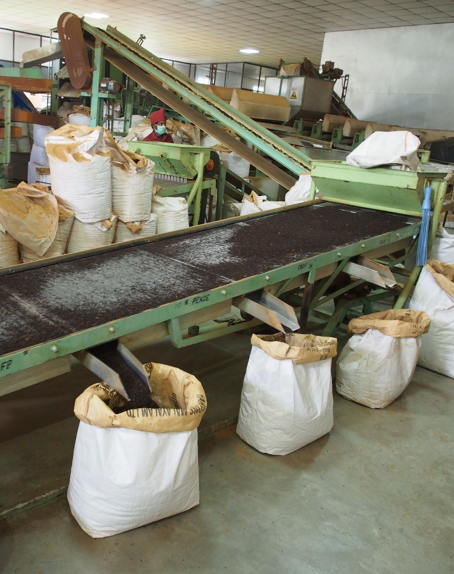 Sortiermaschine Kaffeebohnen