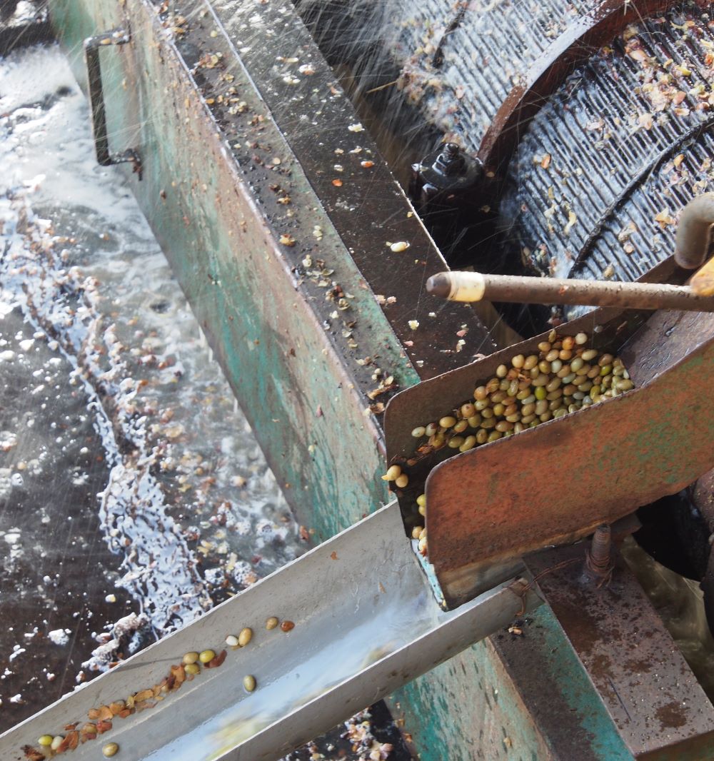 Trennung Kirsche und Bohne