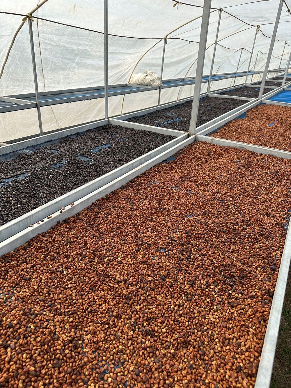 Trocknung Kaffeekirschen Folientunnel