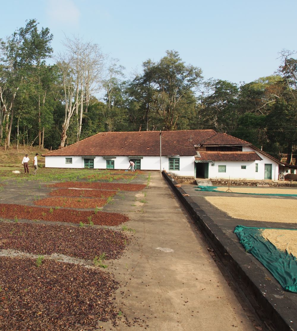 Trocknung Kaffeekirschen