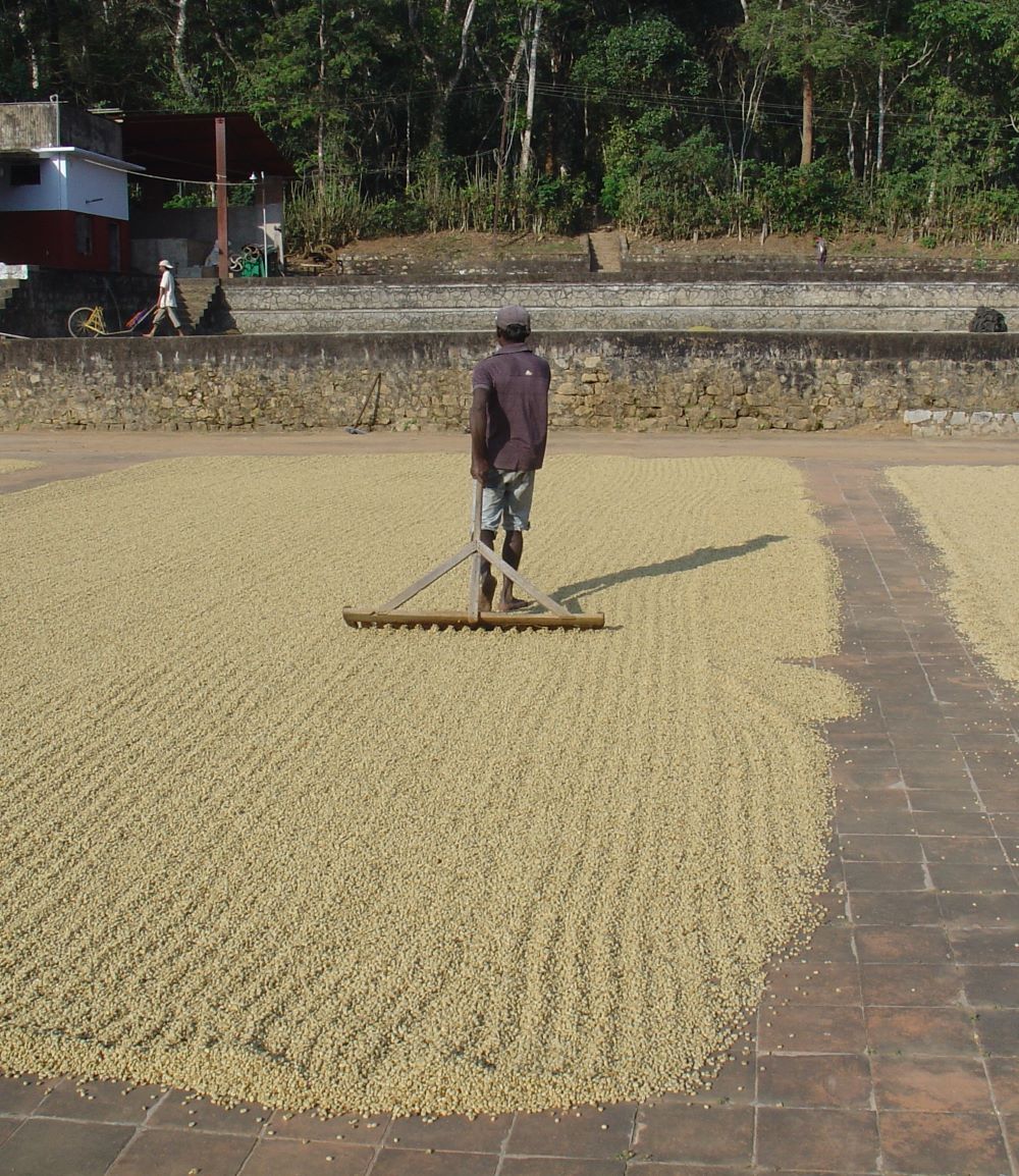 Rohkaffee Trocknung
