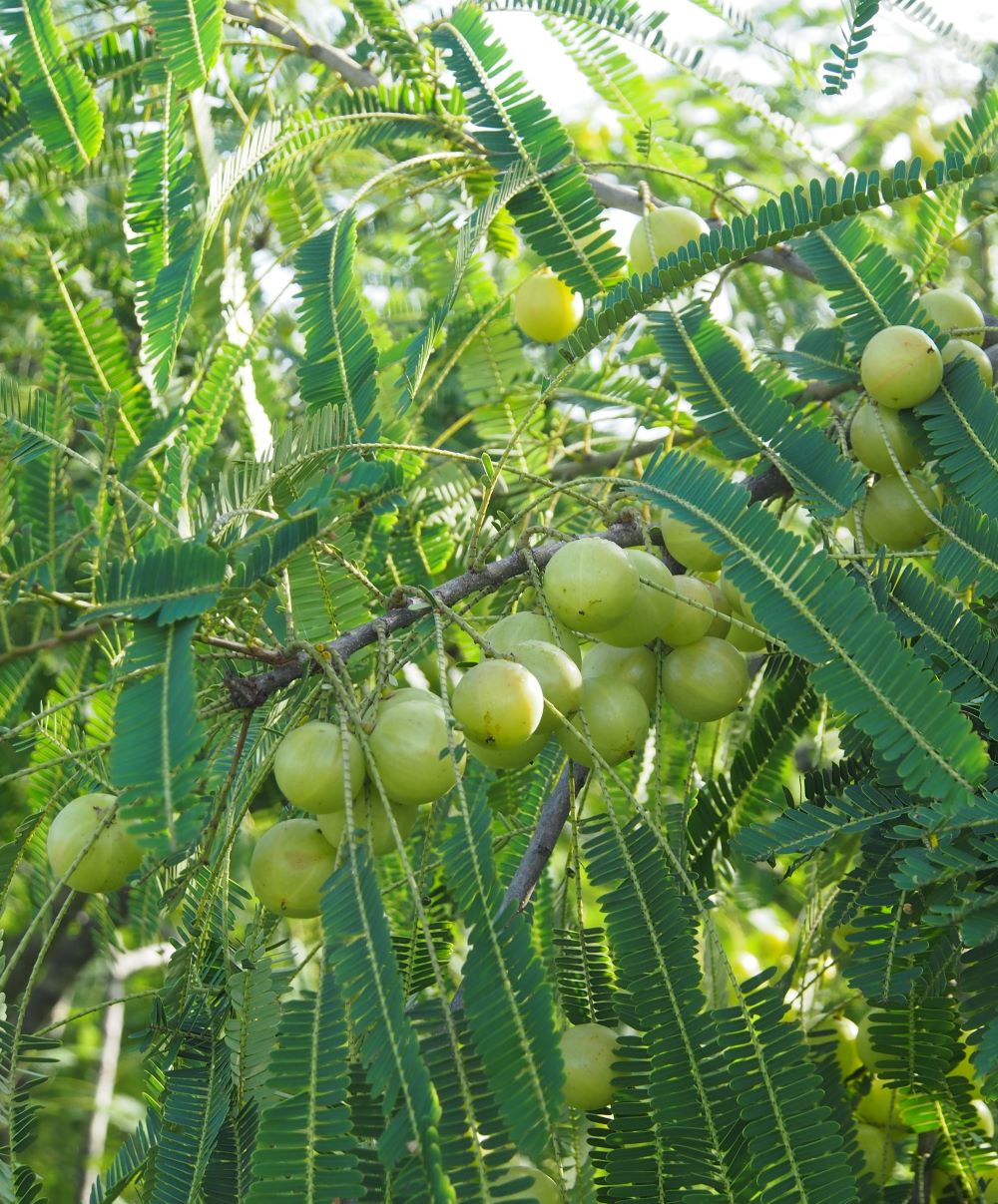 Amla-Frucht am Baum
