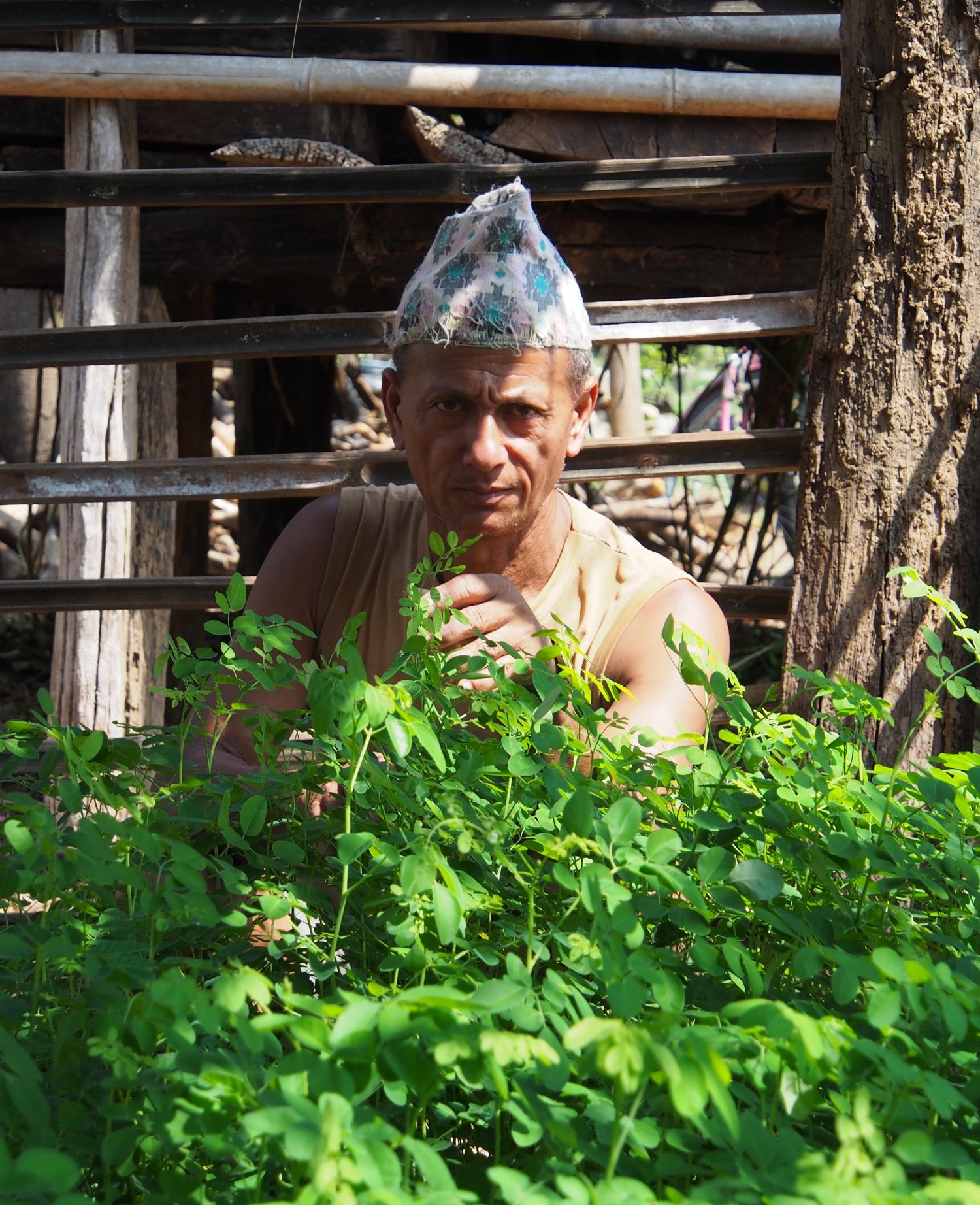Chitwan Moringa Farmer