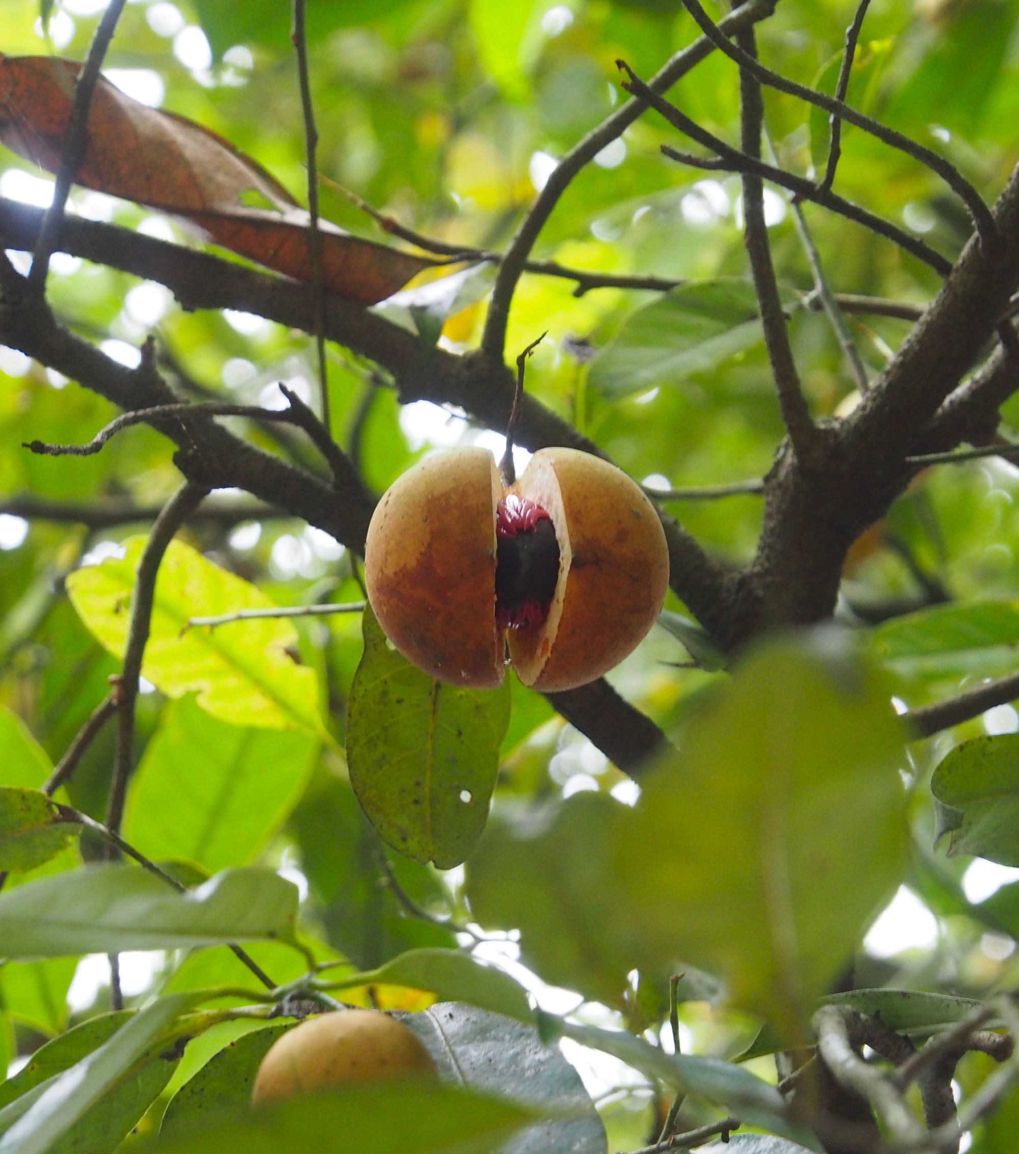 Frucht Muskatnuss am Baum