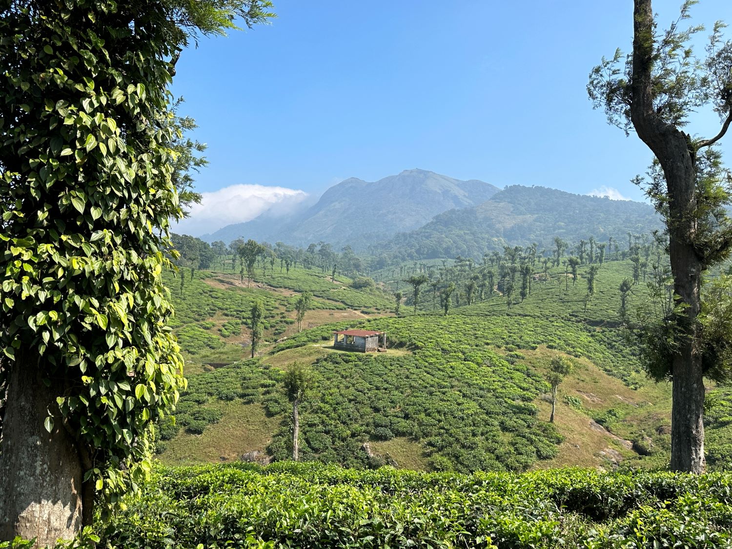 Poabs Sethargundu Estate