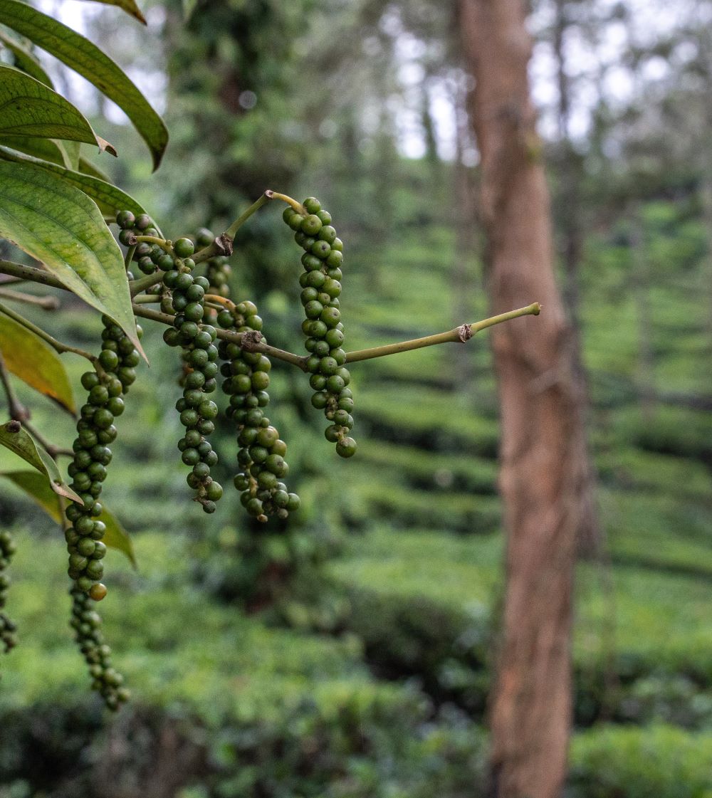 Schwarzer Pfeffer am Baum