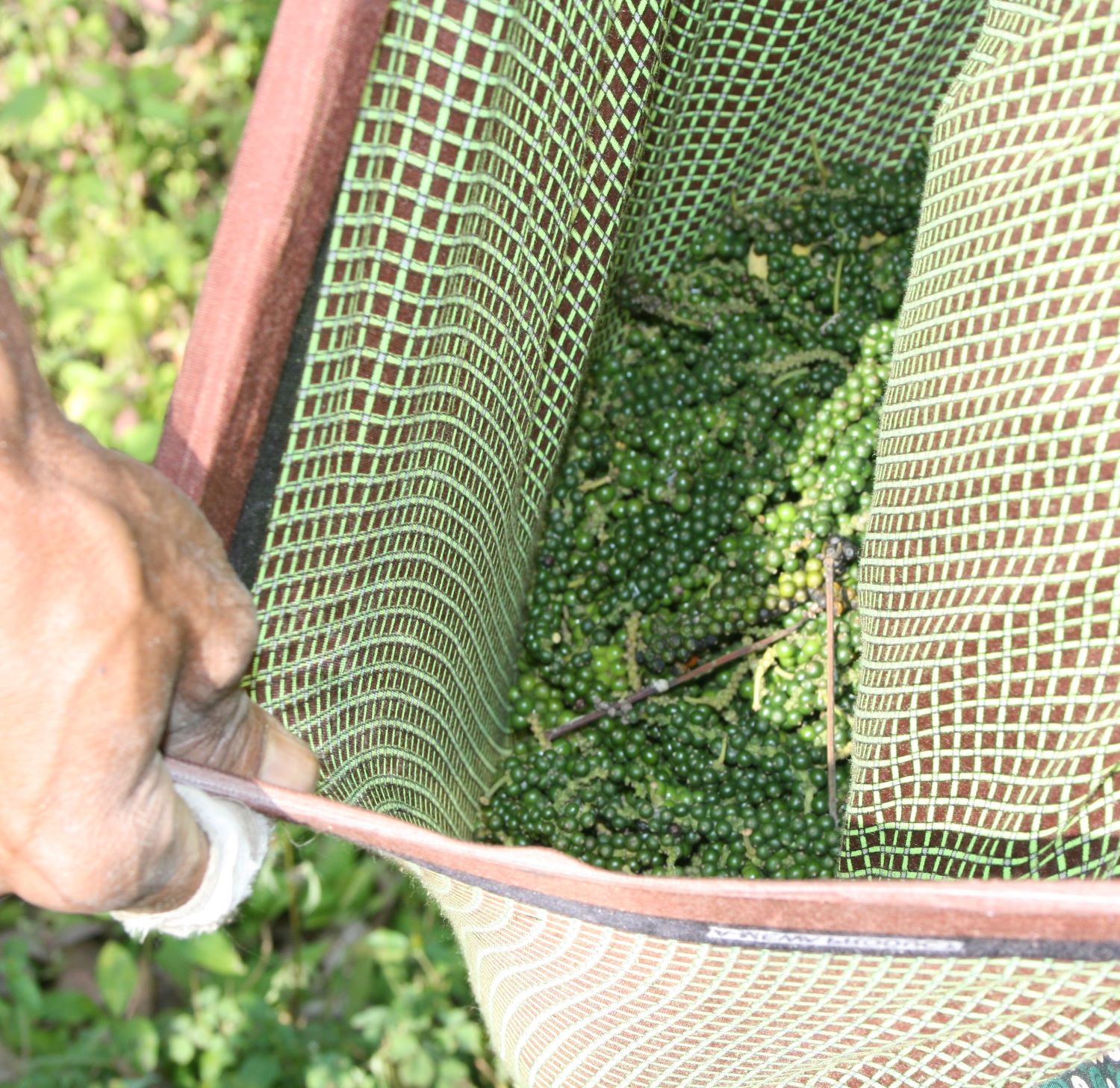 Schwarzer Pfeffer im Sack