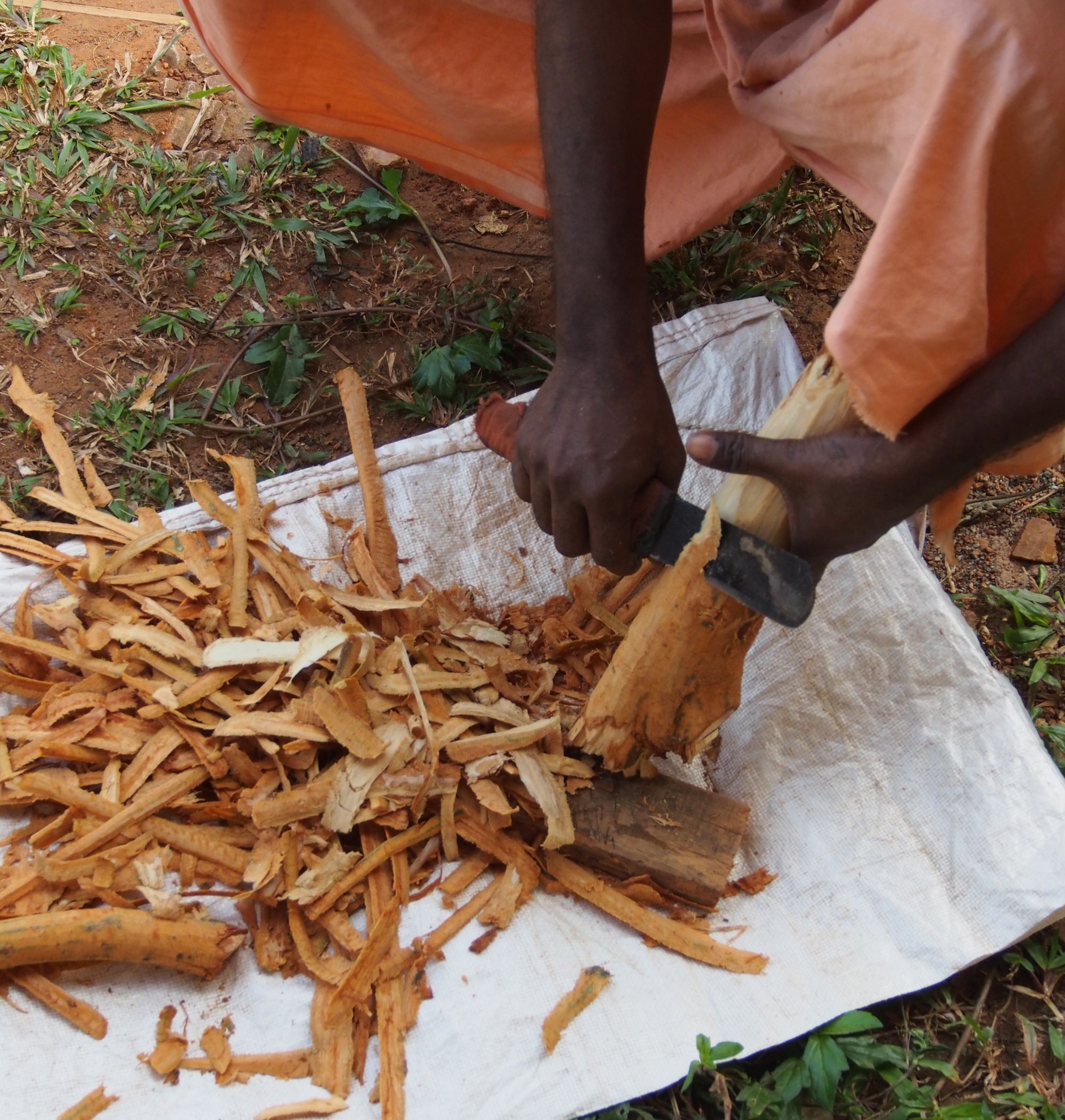 Zimt Rinde wird geschnitten