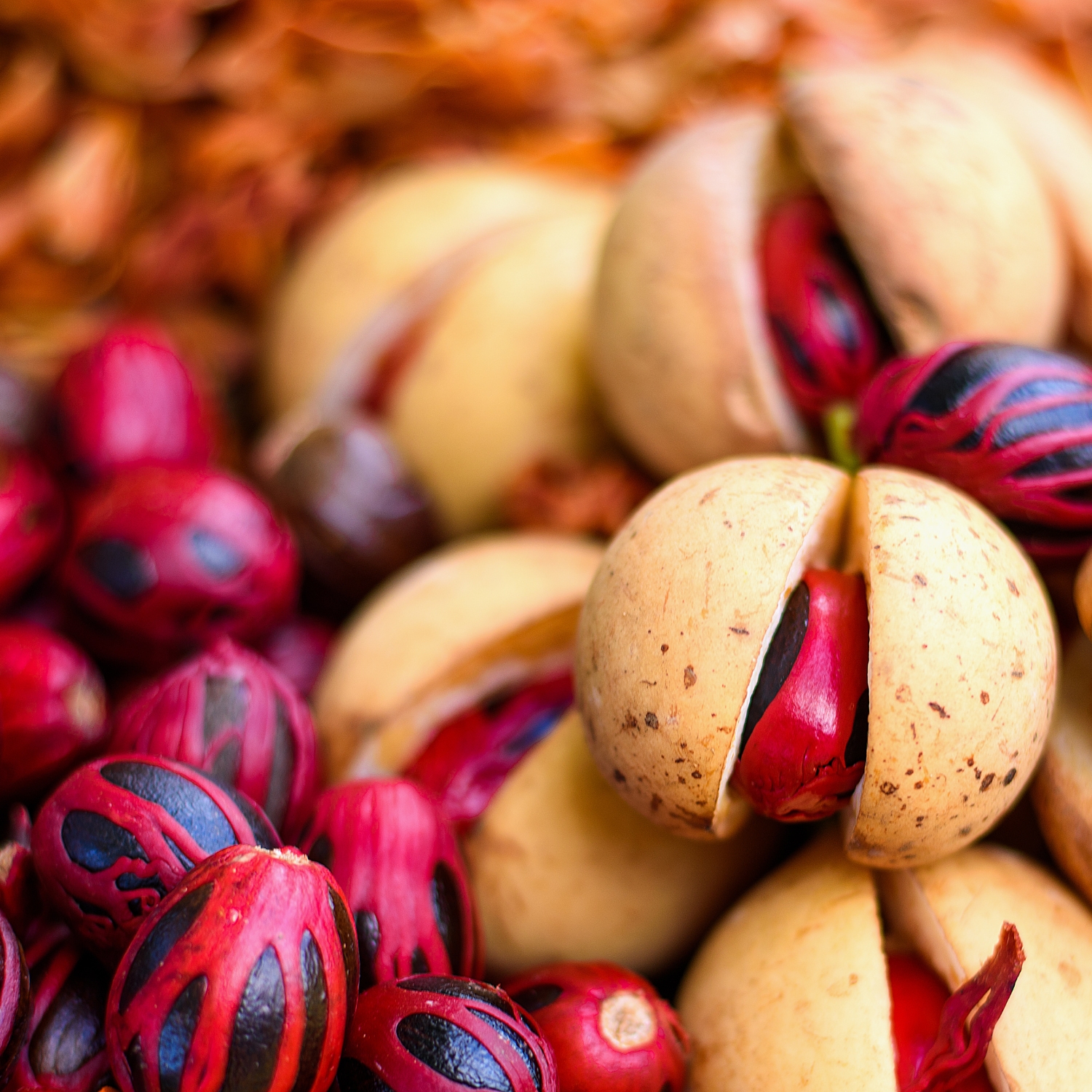 Muskatnuss als ganze Frucht